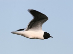 Breeding adult Little Gull Larus minutus in flight